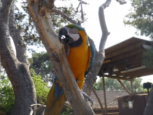 Papagei Rancho Grande
